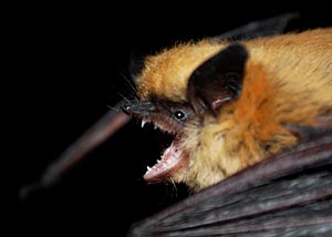 Myotis californicus