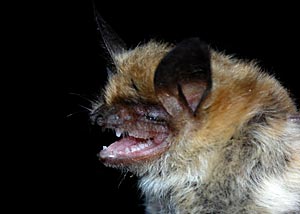 Myotis thysanodes