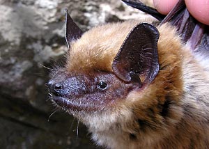 Eptesicus fuscus