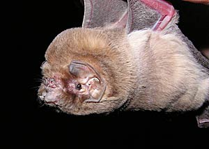 Mormoops megalophylla