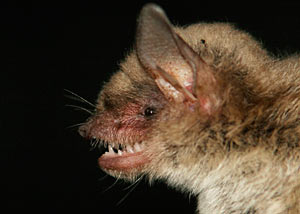 Myotis velifer