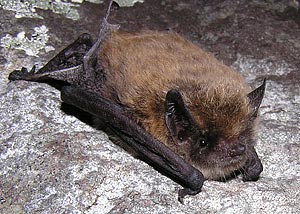 Myotis volans