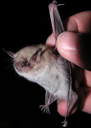 Myotis yumanensis